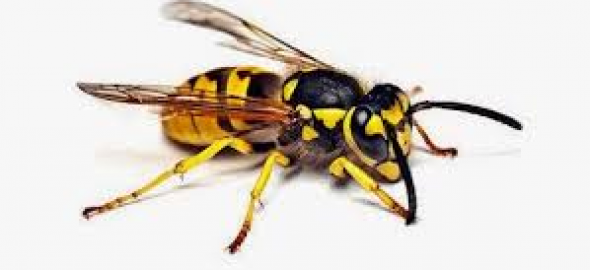 Allergia veleno imenotteri