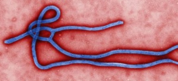 ebola_virus